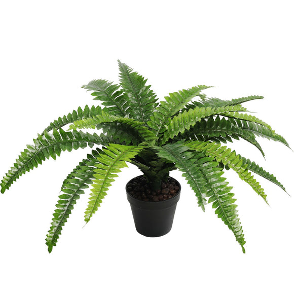 NNEDSZ Potted Natural Green Boston Fern (50cm high 70cm wide)