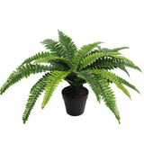 NNEDSZ Potted Natural Green Boston Fern (50cm high 70cm wide)