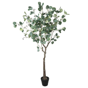 NNEDSZ Eucalyptus Tree (Red Box Eucalyptus Polyanthemos) 150cm