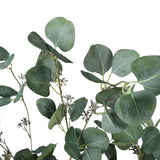 NNEDSZ Eucalyptus Tree (Red Box Eucalyptus Polyanthemos) 150cm