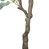 NNEDSZ Eucalyptus Tree (Red Box Eucalyptus Polyanthemos) 150cm