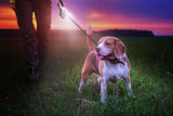 NNEKG Pets LED Dog Leash with Bag Dispenser