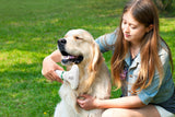 NNEKG Pets Grooming Hair Dryer with Slicker Brush
