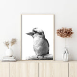 NNEDSZ 60cmx90cm Kookaburra Black Frame Canvas Wall Art