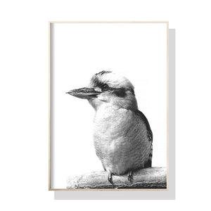NNEDSZ 70cmx100cm Kookaburra Black Frame Canvas Wall Art