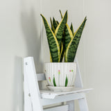 NNEDSZ Tier Wooden Ladder Shelf Stand Storage Book Shelves Shelving Display Rack