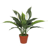 NNEDSZ Artificial Spathiphyllum Peace Lily Plant with White Flowers 60cm