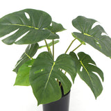 NNEDSZ Potted Artificial Split Philodendron Plant With Real Touch Leaves 35cm