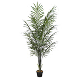 NNEDSZ Areca Palm Black Trunks 190 cm