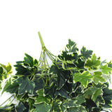 NNEDSZ Green and White Tipped Ivy Bush 100cm