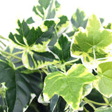 NNEDSZ Green and White Tipped Ivy Bush 100cm