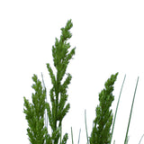 NNEDSZ Native Grass 120 cm