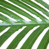 NNEDSZ Multi Stem Hawaii Palm 190cm