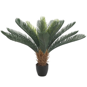 NNEDSZ Cyac (Cycad) Plant 60cm