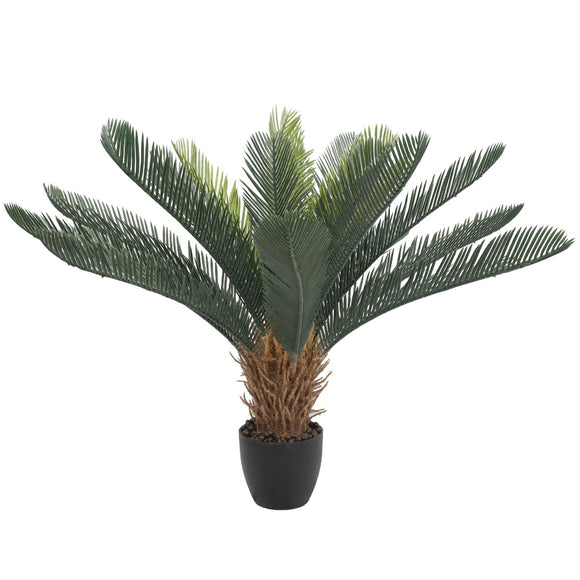 NNEDSZ Cyac (Cycad) Plant 60cm