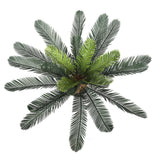 NNEDSZ Cyac (Cycad) Plant 60cm