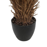 NNEDSZ Cyac (Cycad) Plant 60cm