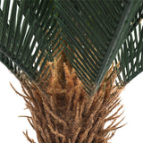 NNEDSZ Cyac (Cycad) Plant 60cm