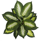 NNEDSZ Lily (Dieffenbachia) with Pot 40cm