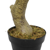 NNEDSZ White Flowering Magnolia Tree with Pot 130cm