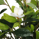NNEDSZ White Flowering Magnolia Tree with Pot 130cm