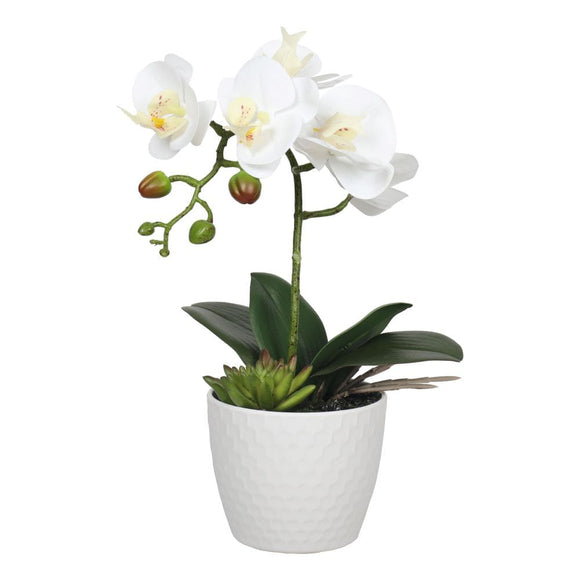 NNEDSZ Single Stem White Phalaenopsis Orchid with Decorative Pot 35cm
