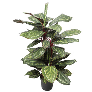 NNEDSZ Wide Leaf Cordyline Plant 90cm