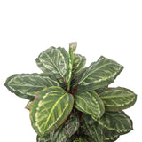 NNEDSZ Wide Leaf Cordyline Plant 90cm