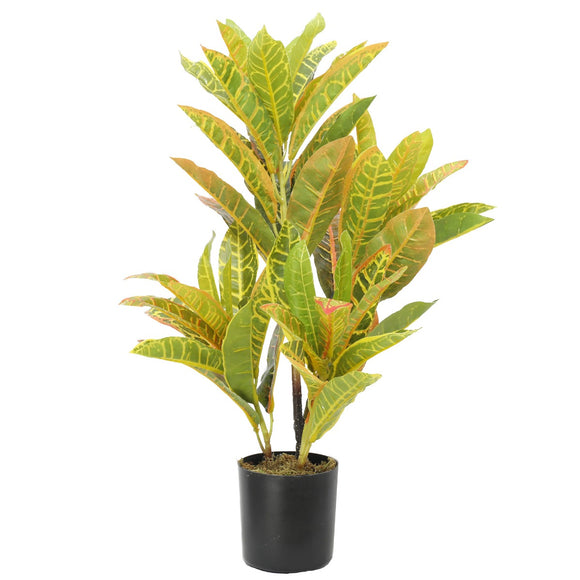 NNEDSZ Potted Flaming Zebra (Codiaeum variegatum / crotons) 55cm
