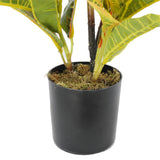 NNEDSZ Potted Flaming Zebra (Codiaeum variegatum / crotons) 55cm