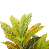 NNEDSZ Potted Flaming Zebra (Codiaeum variegatum / crotons) 55cm
