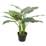 NNEDSZ Potted Taro Plant / Elephant Ear 70cm