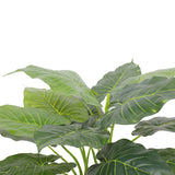 NNEDSZ Potted Taro Plant / Elephant Ear 70cm