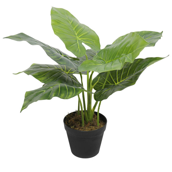 NNEDSZ Potted Taro Plant / Elephant Ear 55cm