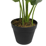 NNEDSZ Potted Taro Plant / Elephant Ear 55cm