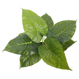 NNEDSZ Potted Taro Plant / Elephant Ear 55cm