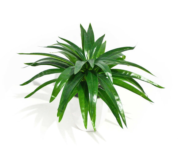 NNEDSZ Vera Stem 30cm