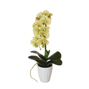NNEDSZ Butterfly Orchid- Cream