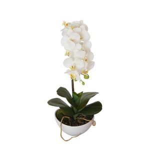 NNEDSZ Butterfly Orchid - White