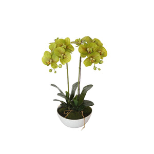 NNEDSZ Dual Butterfly Orchid - Cream