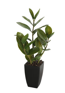 NNEDSZ Potted Zanzibar