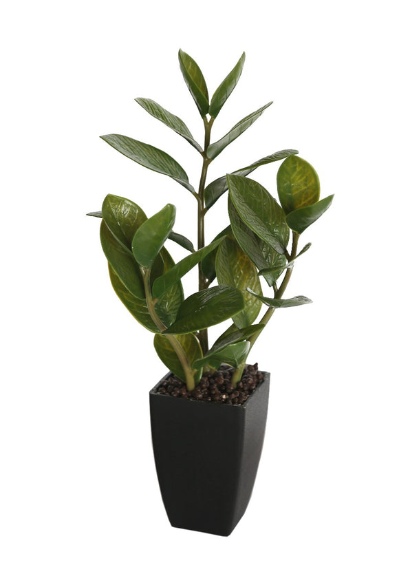 NNEDSZ Potted Zanzibar