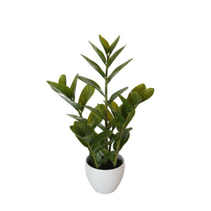NNEDSZ Potted Zanzibar