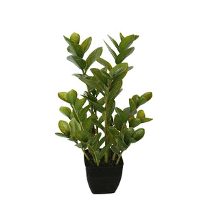 NNEDSZ Potted Multi Stem Zanzibar