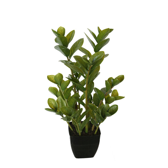 NNEDSZ Potted Multi Stem Zanzibar