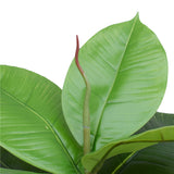 NNEDSZ Potted Rubber Plant 55cm