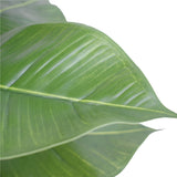 NNEDSZ Potted Rubber Plant 55cm