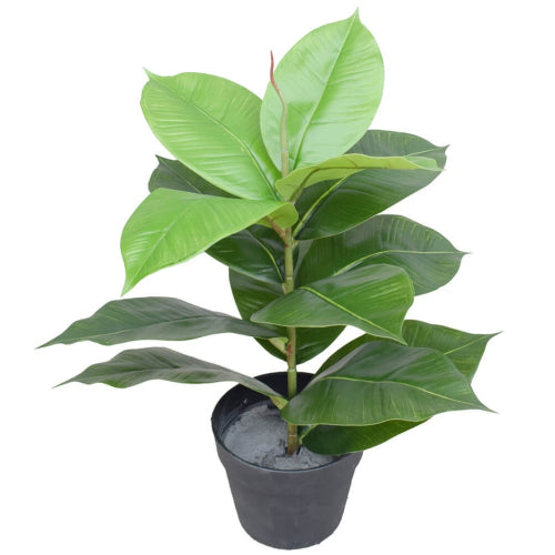 NNEDSZ Potted Rubber Plant 55cm