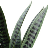 NNEDSZ Snake Plant UV Resistant 60cm