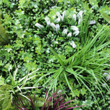 NNEDSZ Green Vertical Garden Green Wall UV Resistant 100cm x 100cm